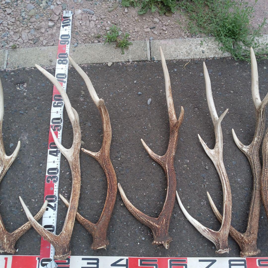 S*i様 天然蝦夷鹿の角　犬用おもちゃ 工芸品などに　５番