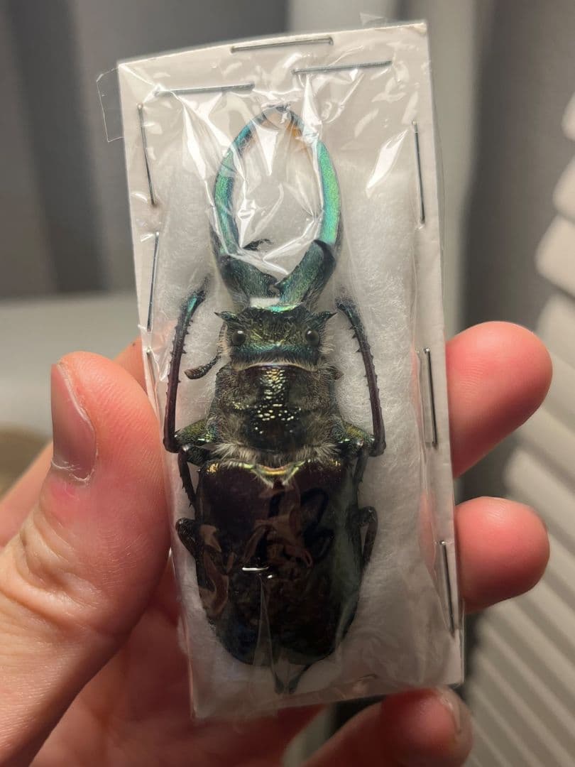 【顎BLUE】ギガンテウスシワバネクワガタ 昆虫標本 ニジイロクワガタ