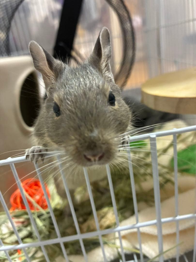 デグーズ 見本購入不可