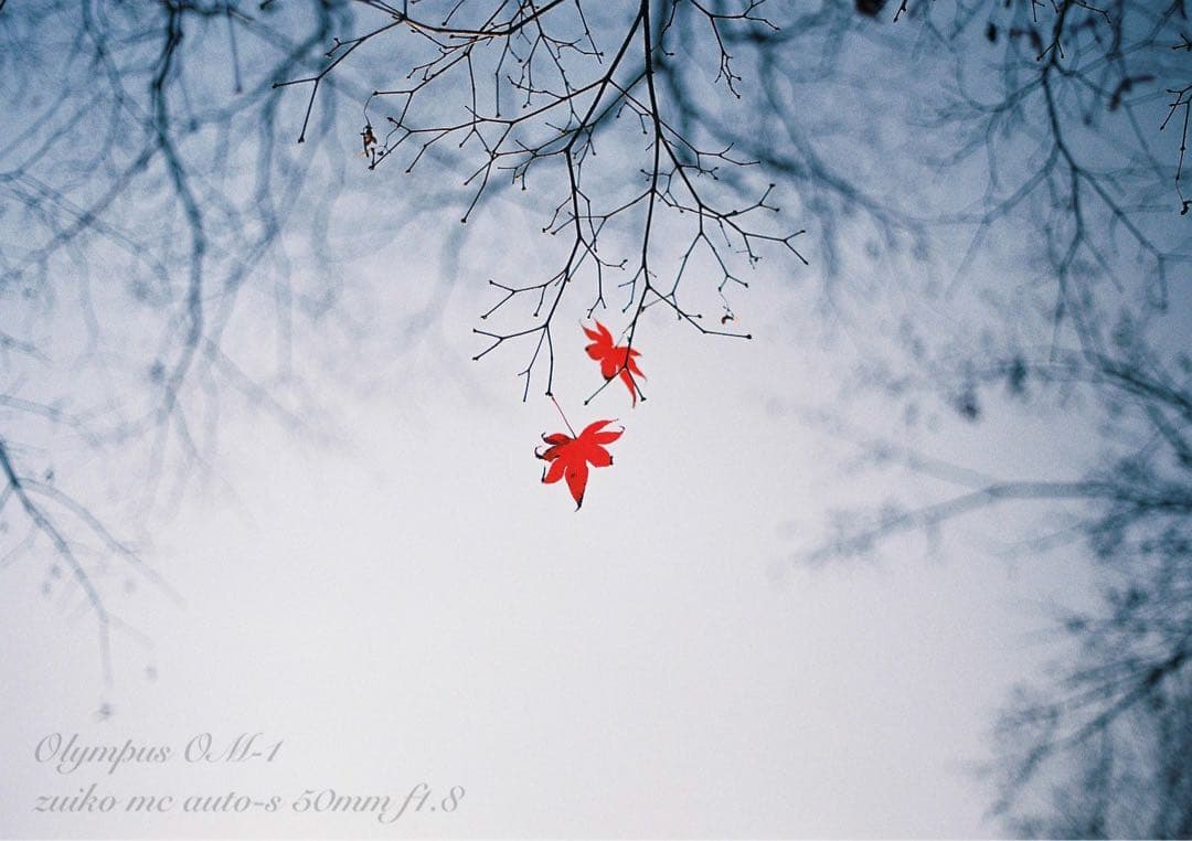 入門に★OLYMPUS OM-1/レンズセット★作例多数＊初期保証＊美品＊完動品