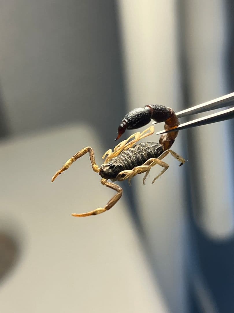 【噂ノ蠍】ピラーテイルスコーピオン サソリ キョクトウサソリ 標本　ムカデ