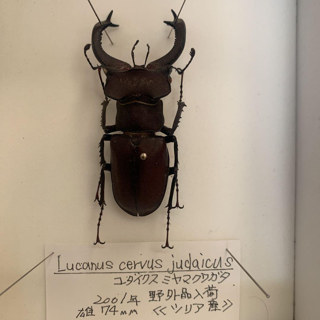 Ｌucanus cervus  judaicus 雄74㍉野外品