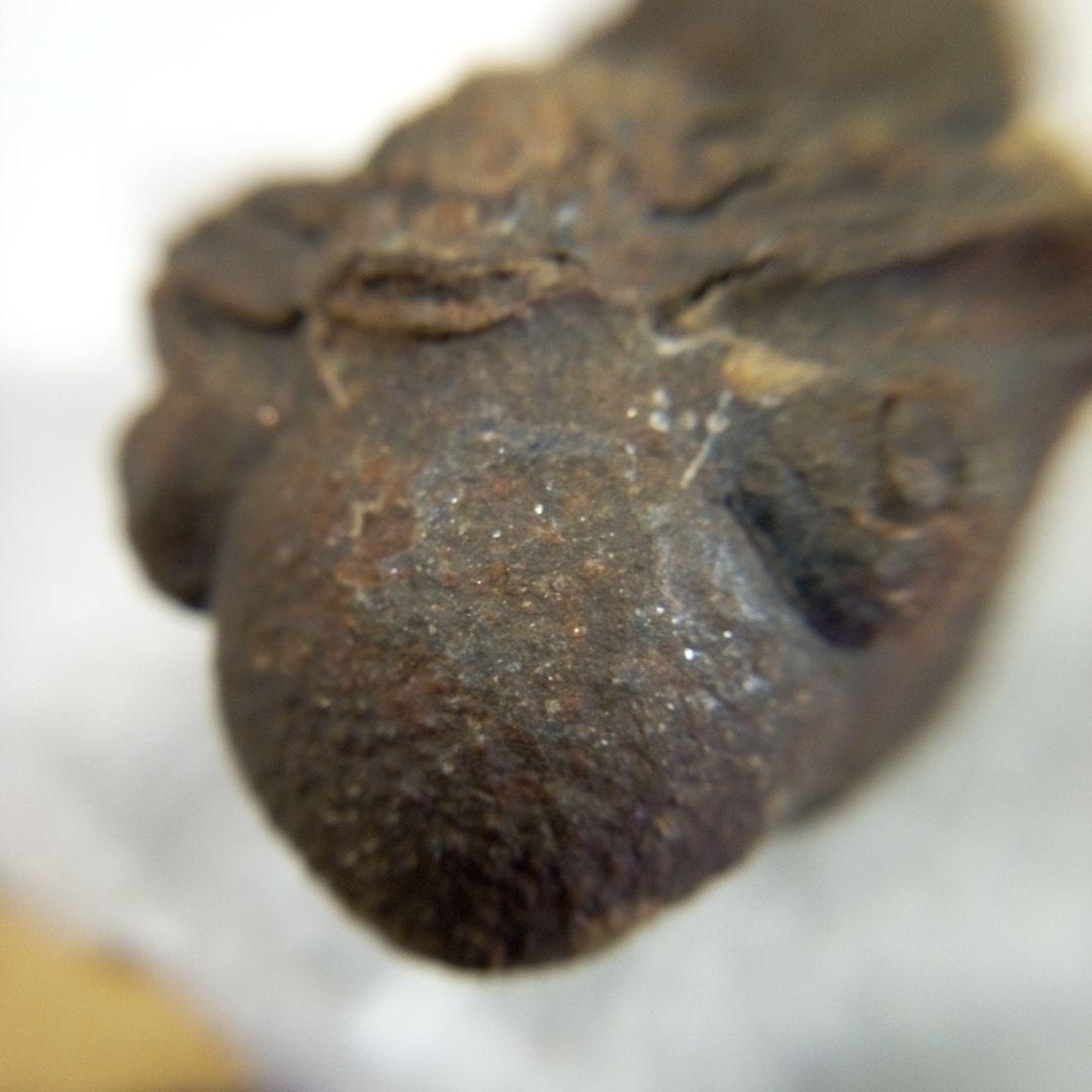 三葉虫　化石　三葉虫化石　究極のレトロ　fossil　ボリビア産　化石管理番号④