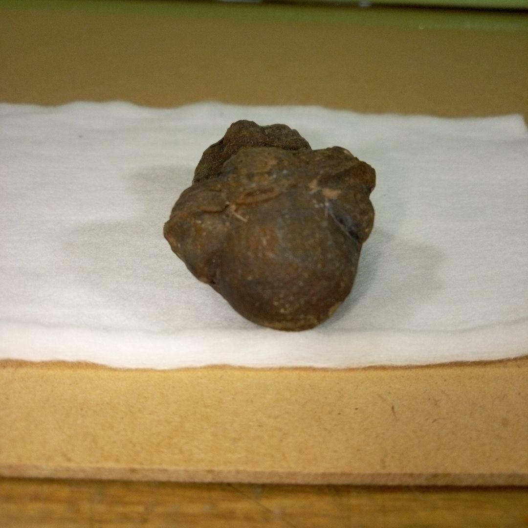 三葉虫　化石　三葉虫化石　究極のレトロ　fossil　ボリビア産　化石管理番号④