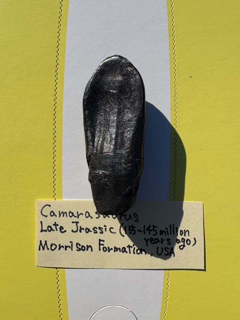 Camarasaurus 化石 後期ジュラ紀 モリソン層