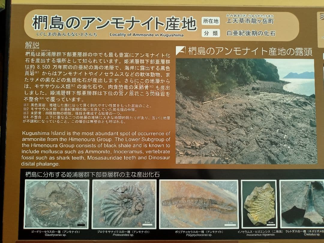 九州産　アンモナイト　プロテキサナイテス　超特大　希少　博物館展示級