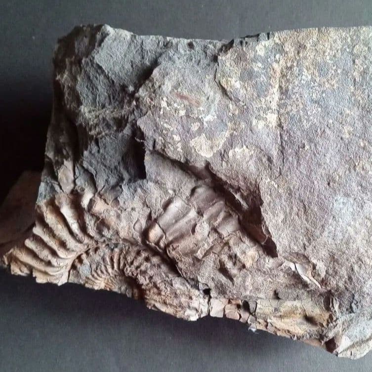 九州産　アンモナイト　プロテキサナイテス　超特大　希少　博物館展示級