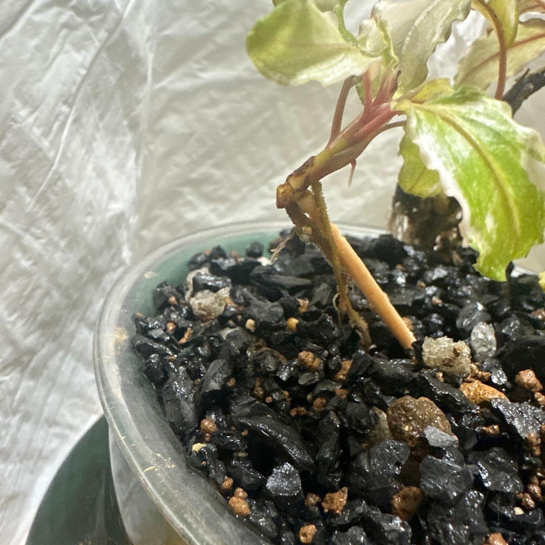 Bucephalandra sp. ピンクバリエガータ