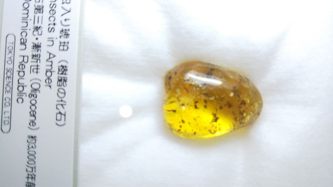 早い者勝ち 標本 虫入り琥珀 樹脂 古第三紀 斬新世 約3000年前 化石