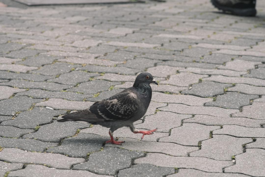 良品！中望遠の決定版！Leica Tele-Elmar 135mm F4