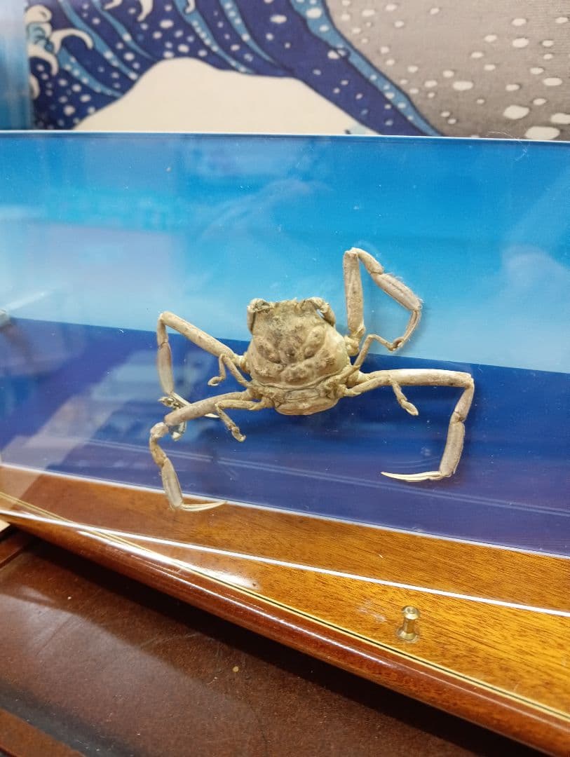 平家怨霊サムライ人面蟹稀少レアリアル立体リアル標本横幅３０Ｘ縦１０センチ置物
