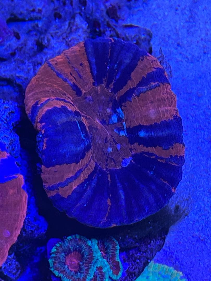 スコリミア Warpaint