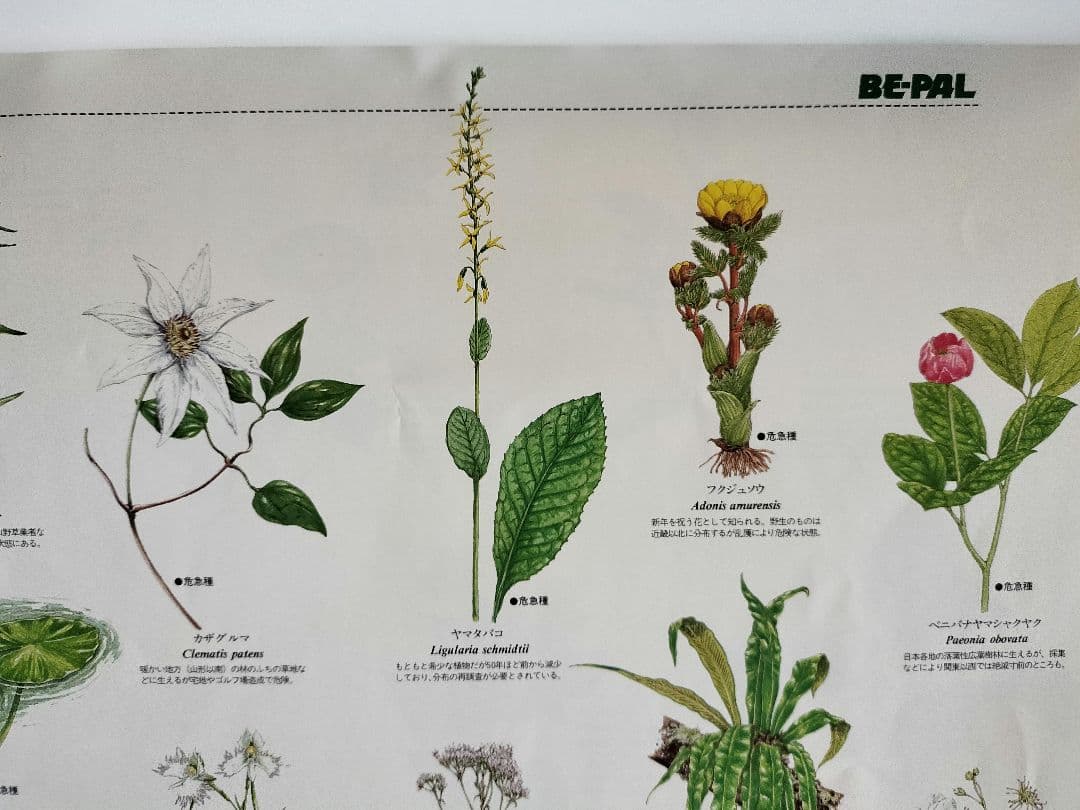 BE-PAL ビーパル カレンダー 新品未使用 1991年植物編 ヴィンテージ