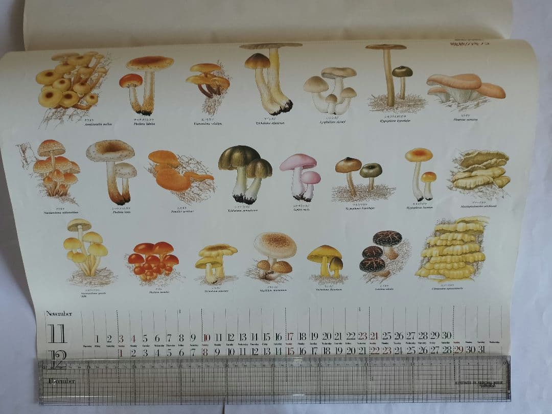 BE-PAL ビーパル カレンダー 新品未使用 1991年植物編 ヴィンテージ