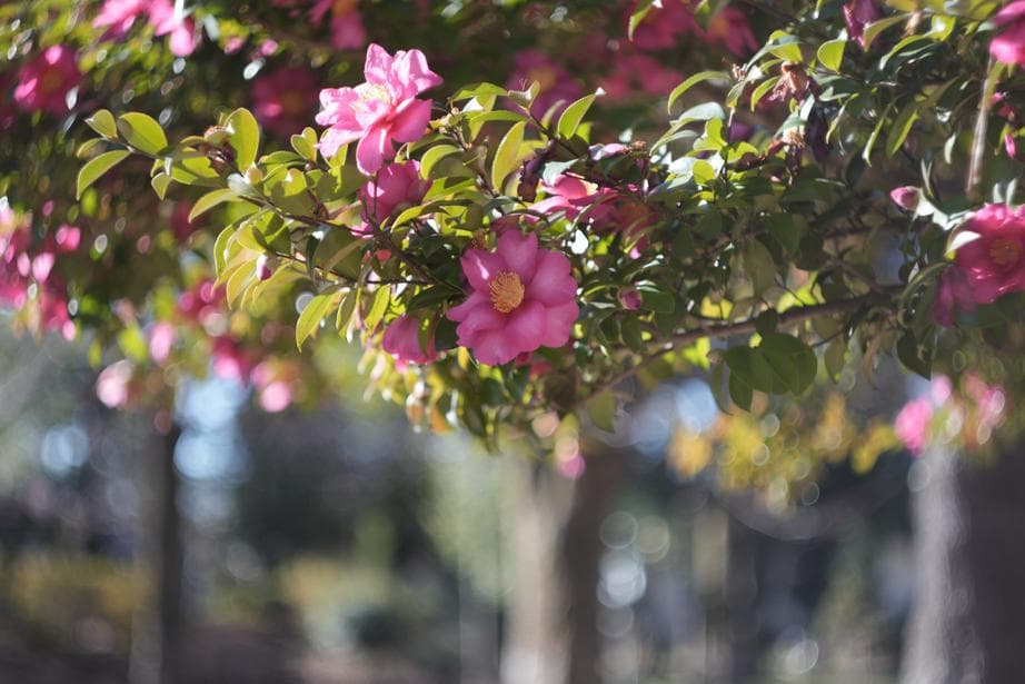 Helios44-2 58mm f2 M42 Zeissの銘玉Biotarコピー