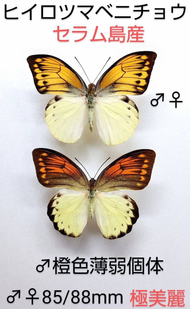 ヒイロツマベニチョウ♂♀標本★ セラム島産★美麗標本・♂ツマ紅橙色薄弱型