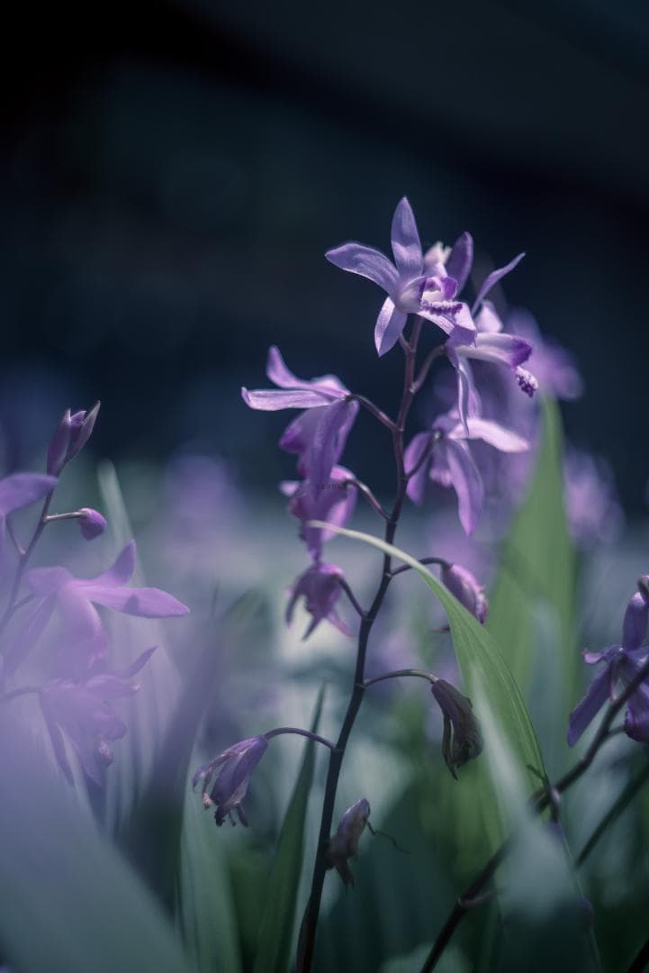 良品！山崎ズマール！Leica Bluecoted Summar 50mm F2