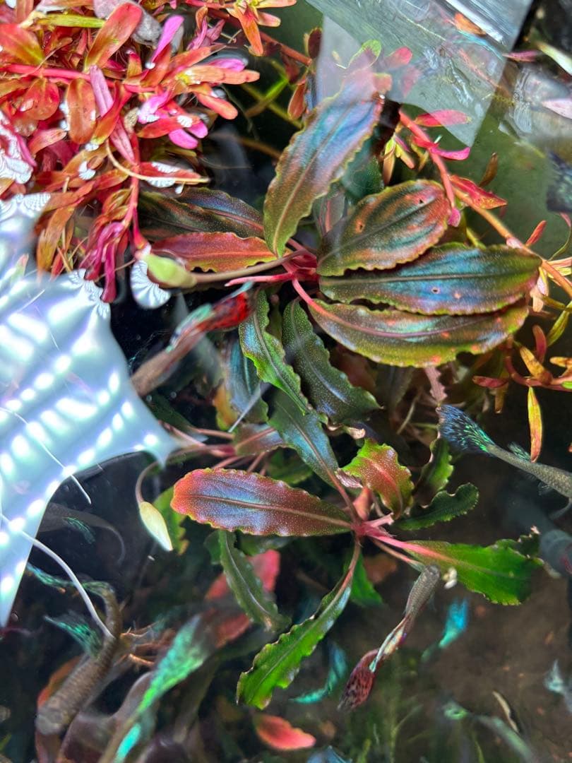 【極美ラメ、群生株】ブセファランドラ・クダガン