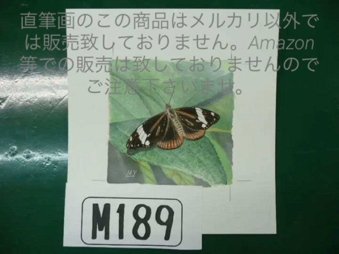 地球 絶滅昆虫記　の挿絵　四本充氏の原画④