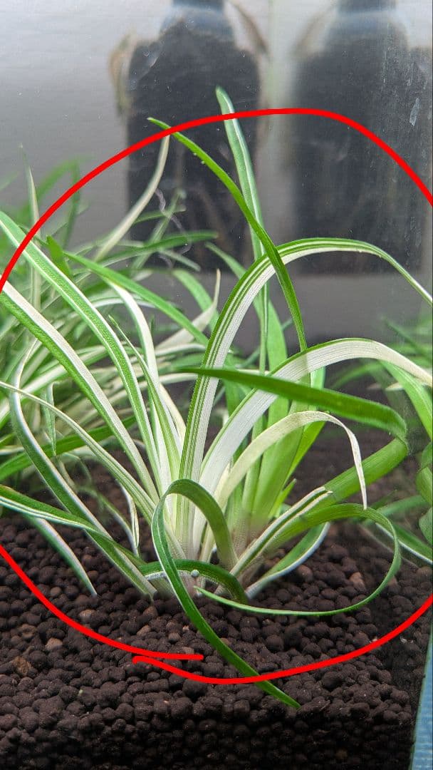 【超希少】 ホシクサ・クチホワイト 水中葉2株 　おまけ付き