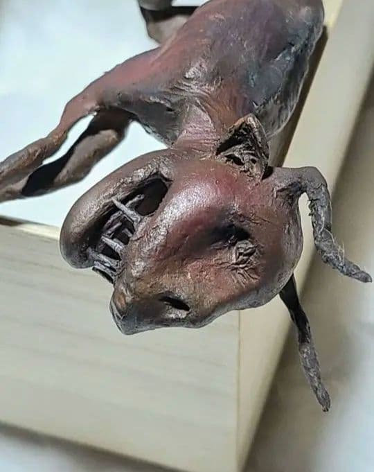 一点物「妖獣鬼鹿」のミイラ標本