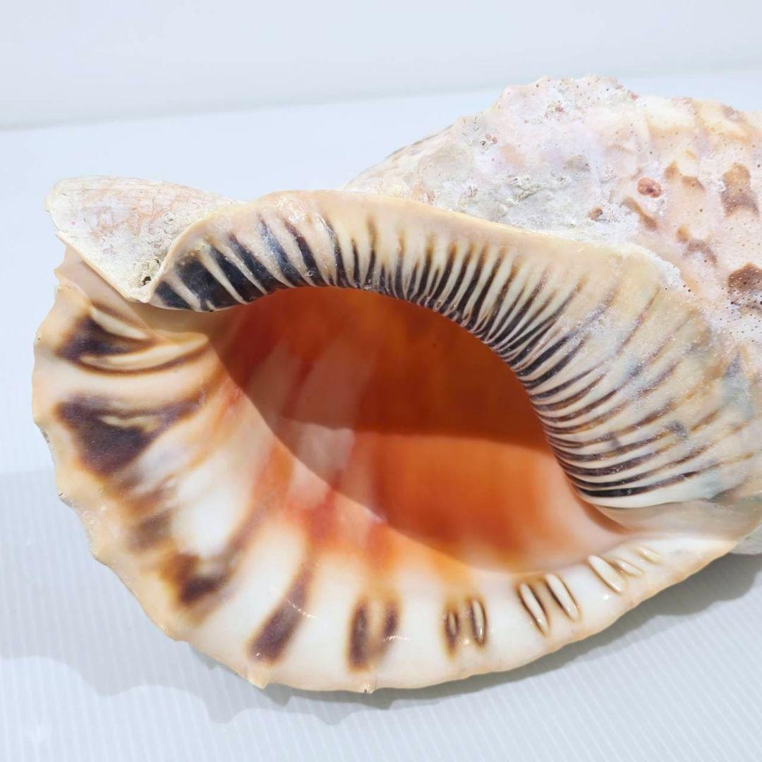 法螺貝 魔除け ほら貝 ホラ貝 30cm オブジェ