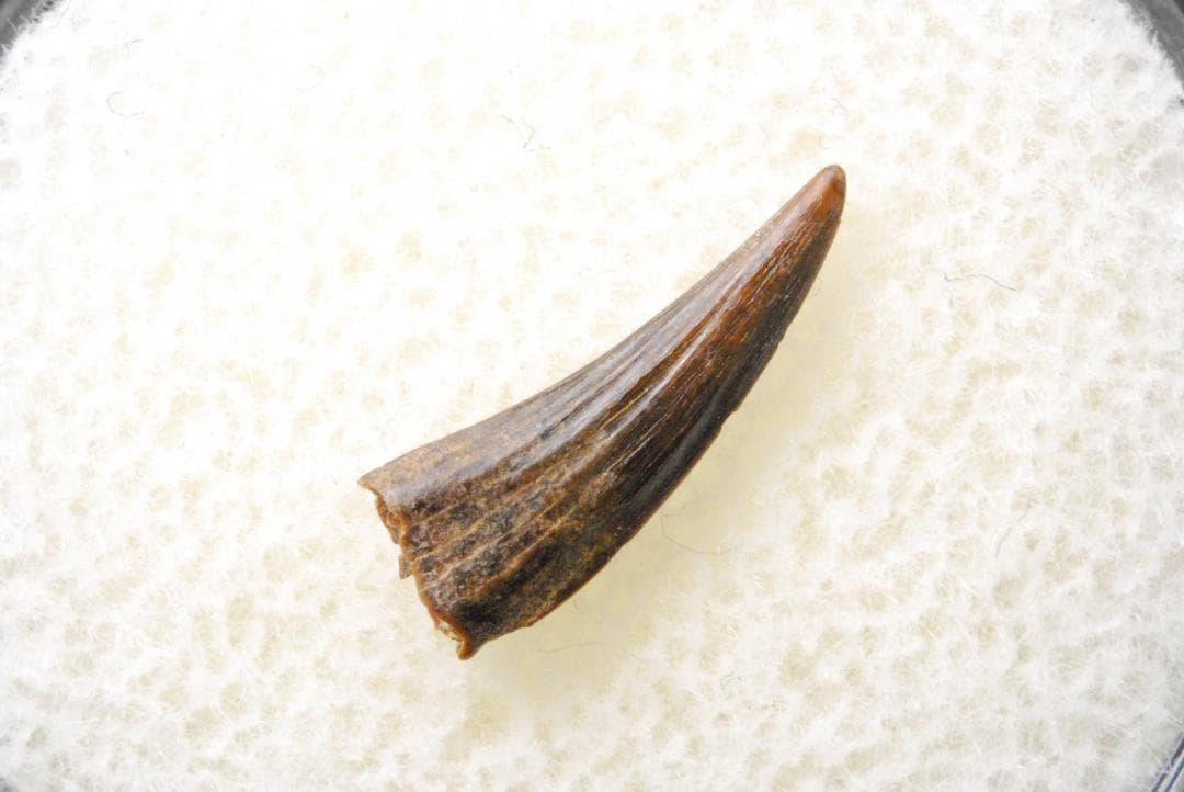 恐竜の歯 [DS398] パロニコドン 化石 希少 レア