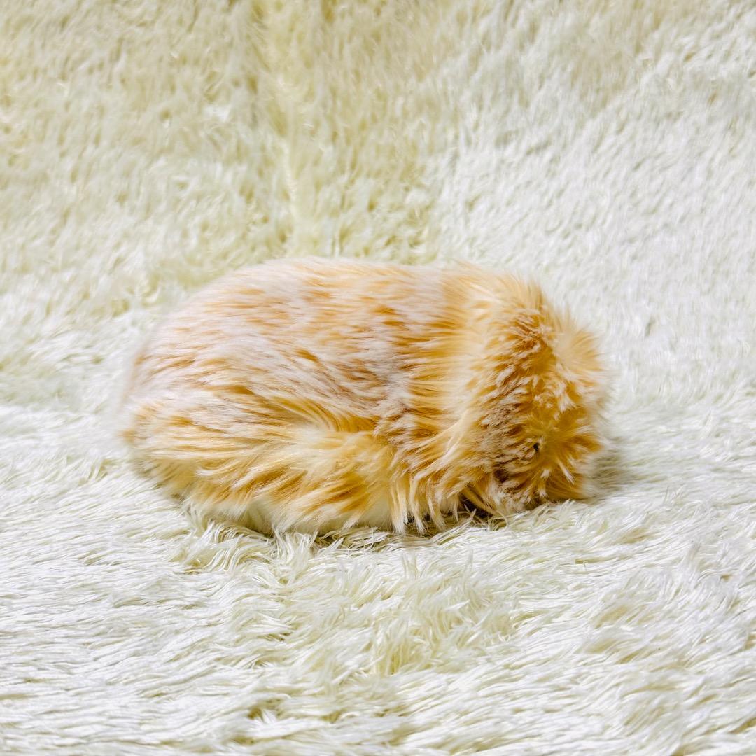 【美品】モフリン Moflin ゴールド AIペット コミュニケーションロボット