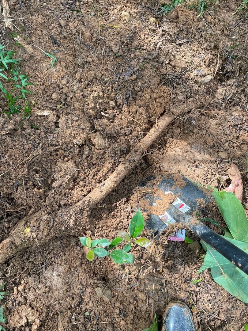 アカシア　Acacia ソウシジュ　相思樹　根皮100% 100g