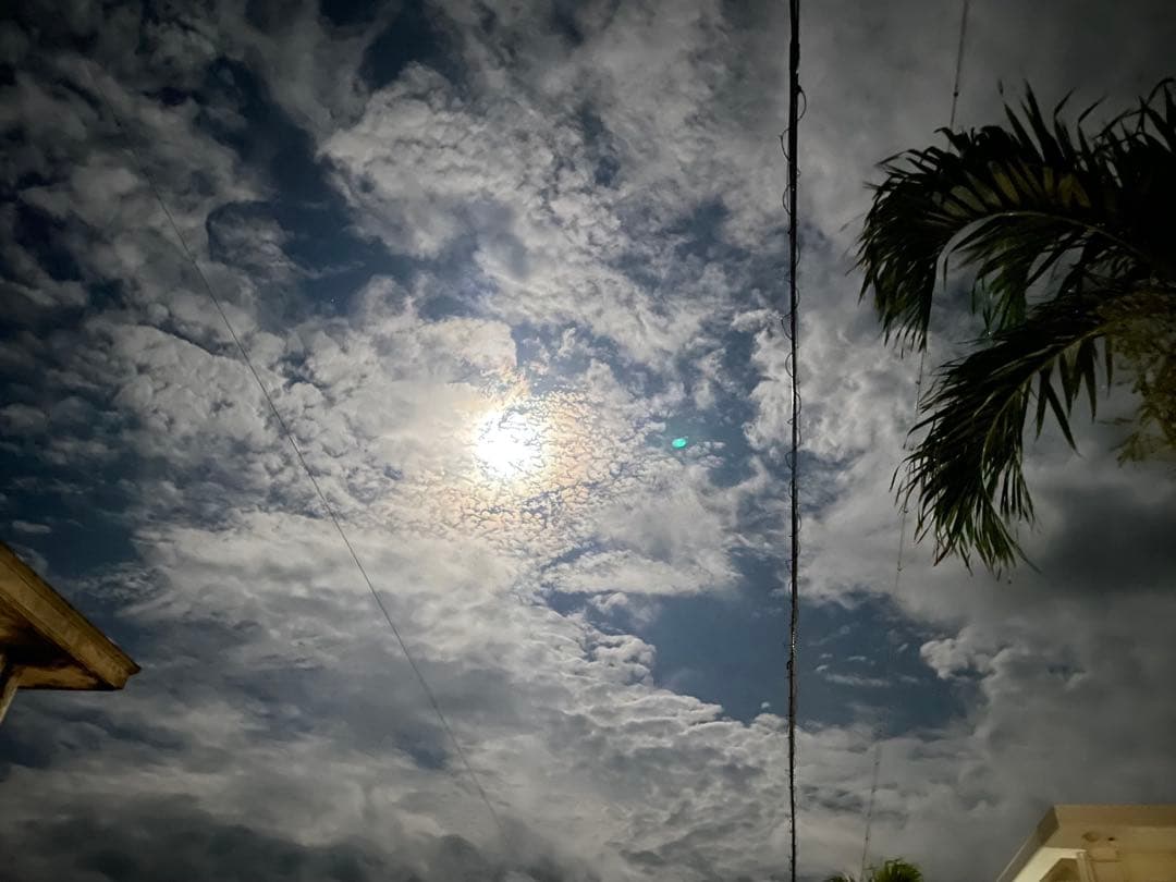 アカシア　Acacia ソウシジュ　相思樹　根皮100% 100g