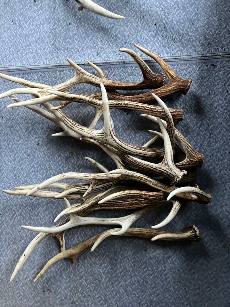 鹿の角セット（自然素材）