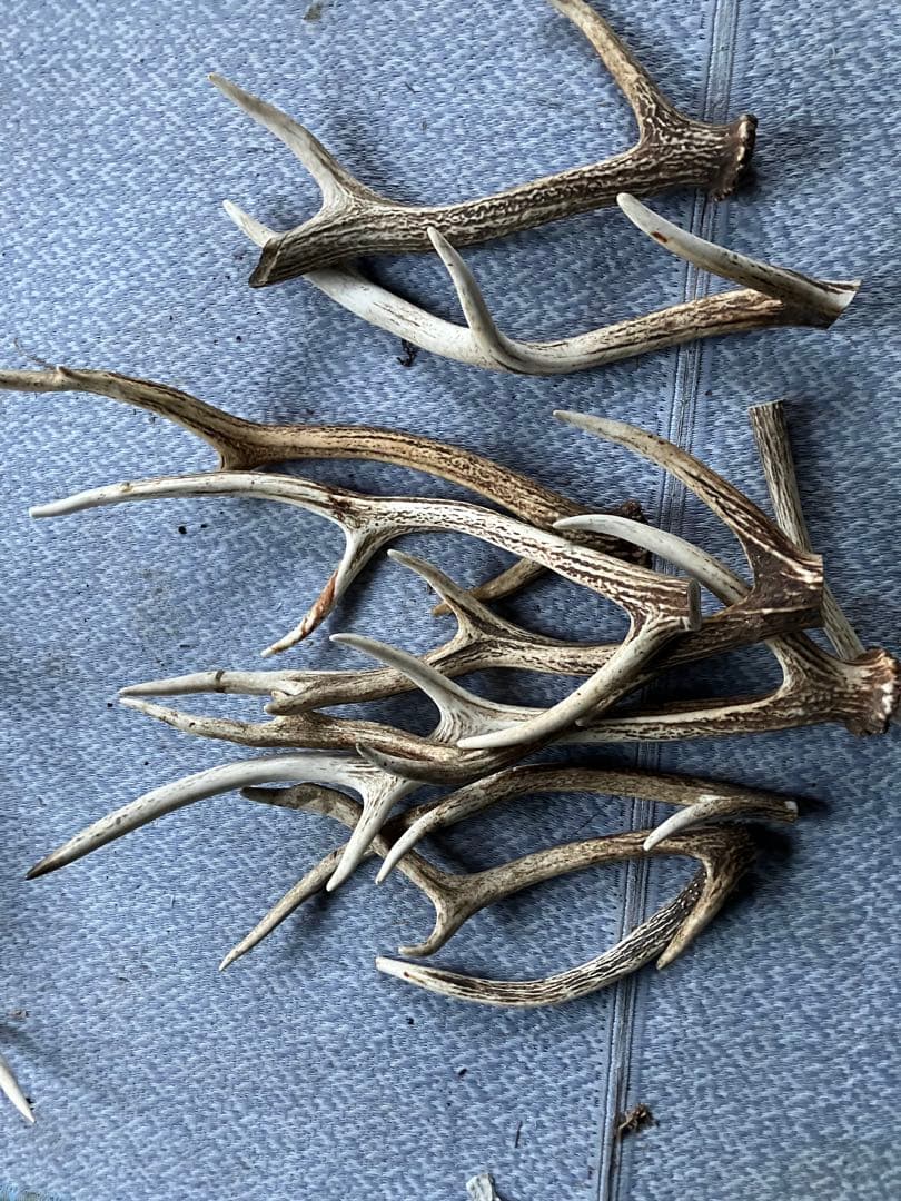鹿の角セット（自然素材）