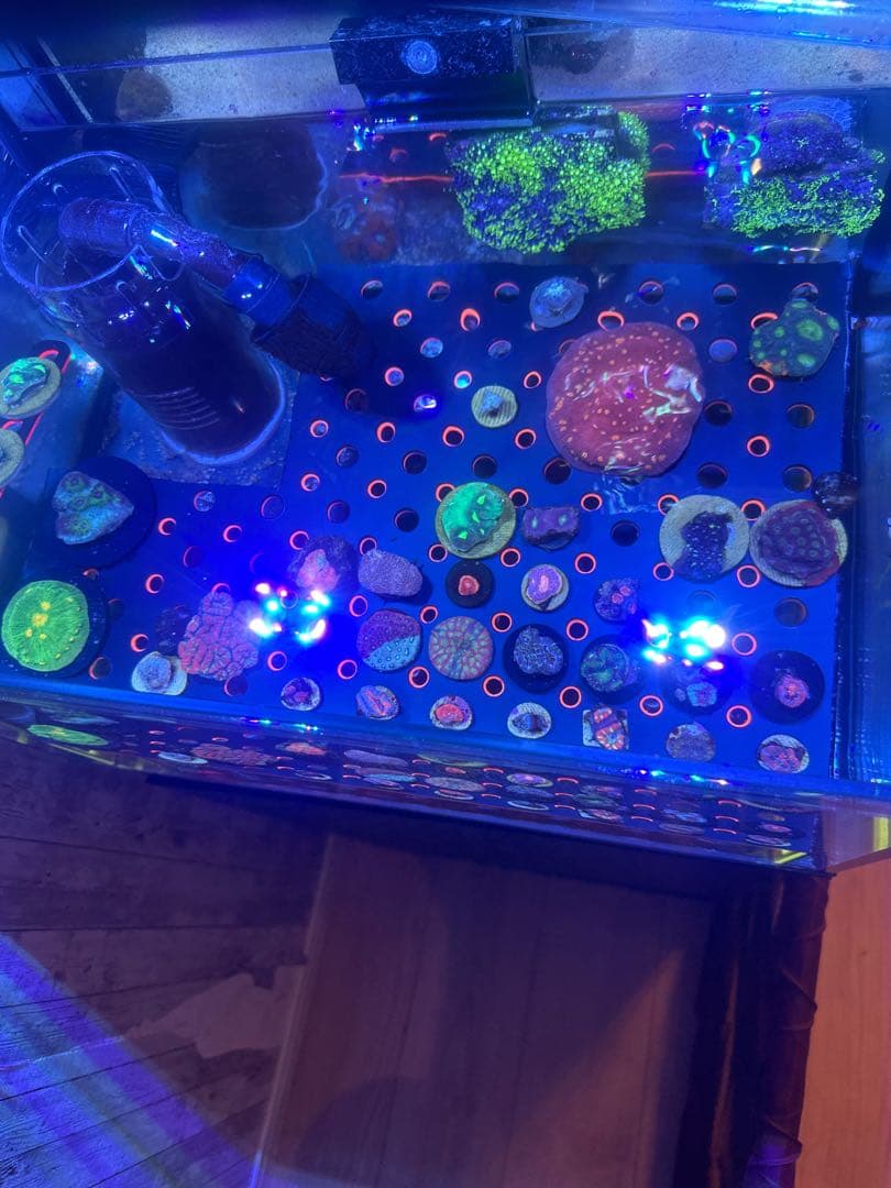 オーバーフロー水槽　フラグラックセット　サンゴ水槽