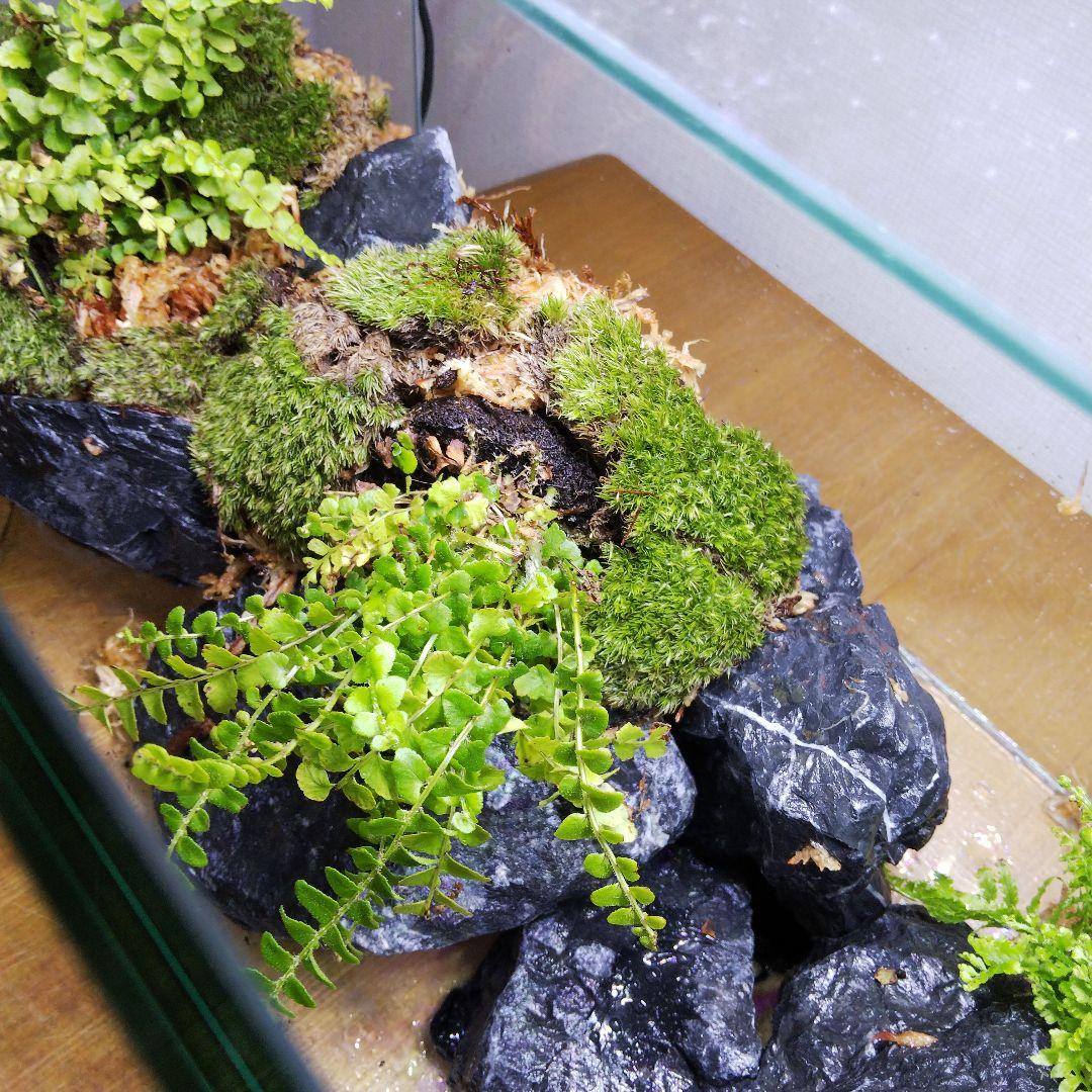 【受注生産】アクアテラリウム　イモリウム　苔テラリウム　テラリウム