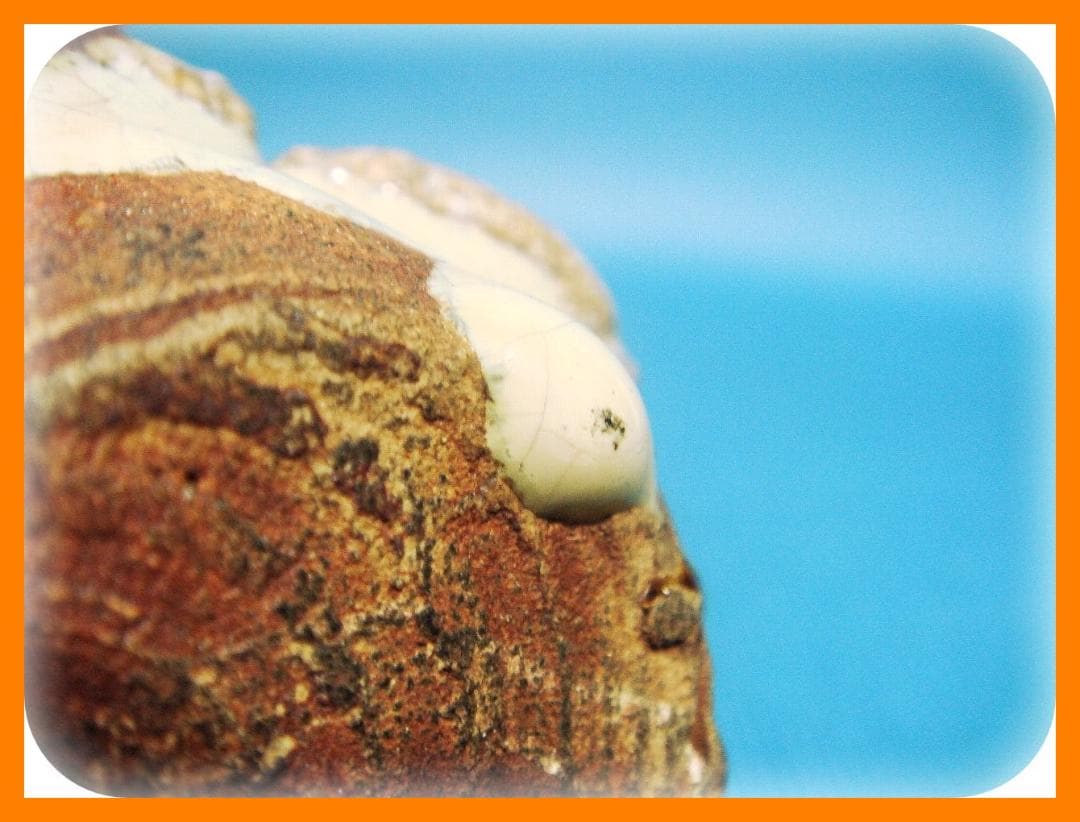 370『蟹 水滴』陶器　/骨董品 古美術 アンティーク 古玩