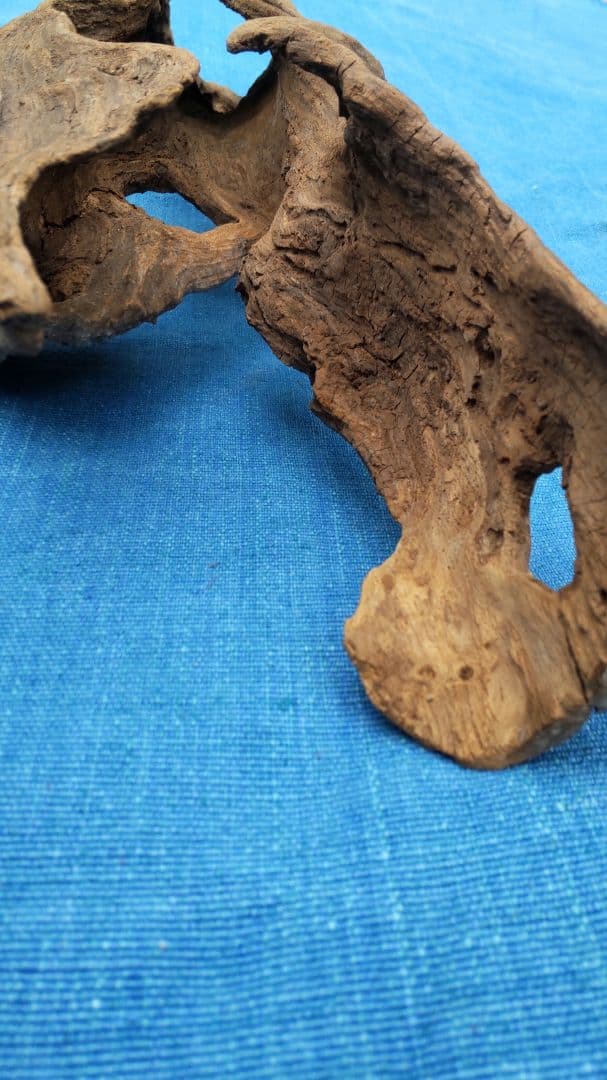 流木  淡水採取