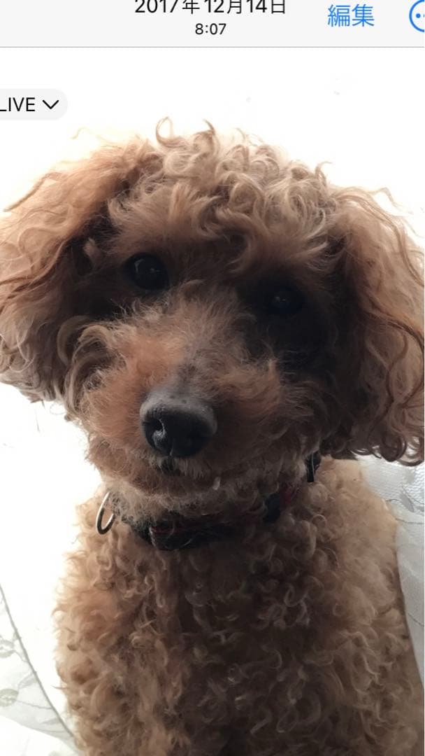 lapiros-plus様ご確認用です