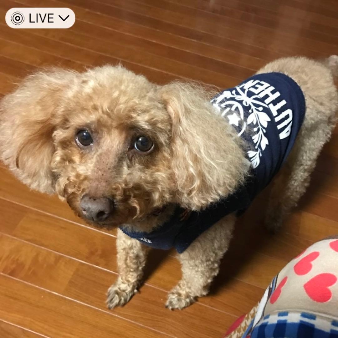 lapiros-plus様ご確認用です