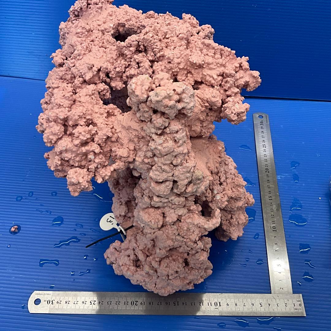 人工ライブロック　No.13 アク抜き済