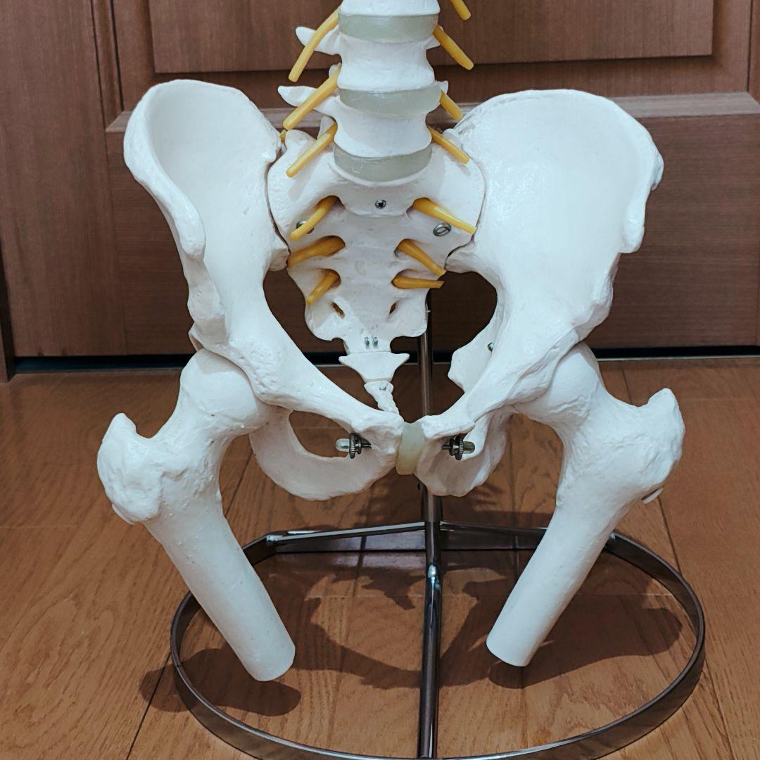 医学玄人 脊椎 骨盤 骨格模型 igakuro スタンド付き