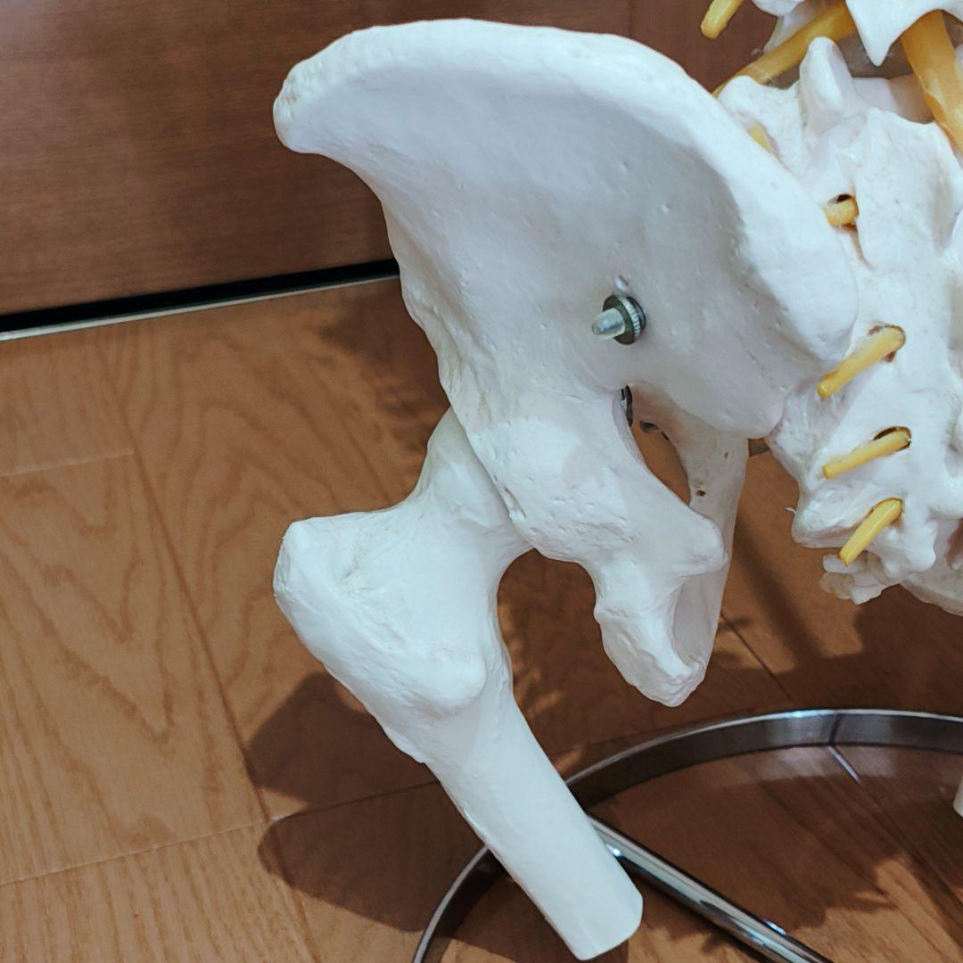 医学玄人 脊椎 骨盤 骨格模型 igakuro スタンド付き