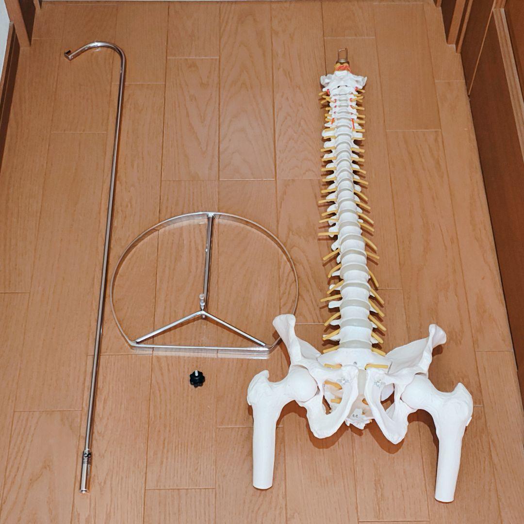 医学玄人 脊椎 骨盤 骨格模型 igakuro スタンド付き