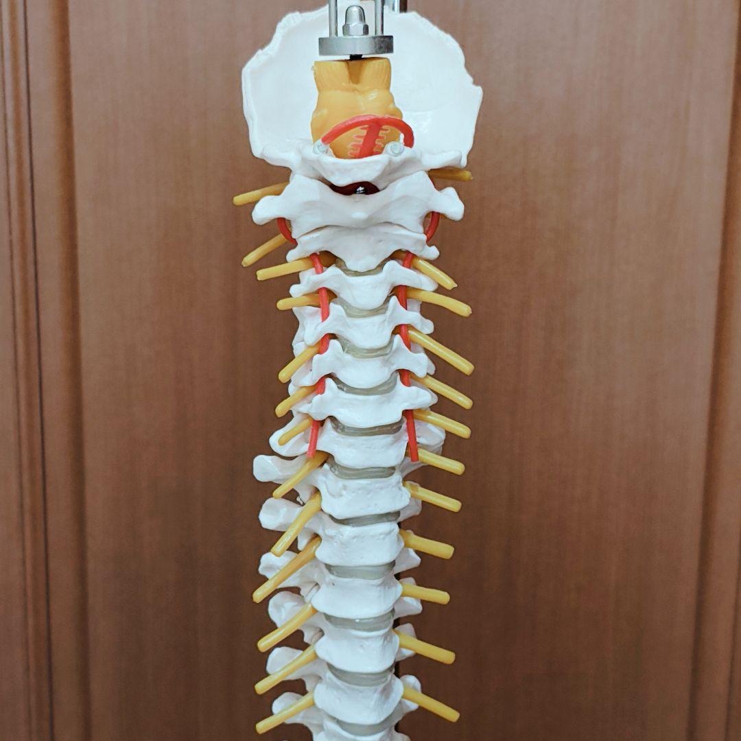 医学玄人 脊椎 骨盤 骨格模型 igakuro スタンド付き