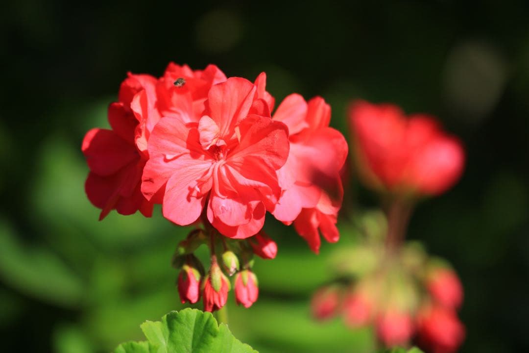 Canon EOS 5D Mark III 本体と付属品