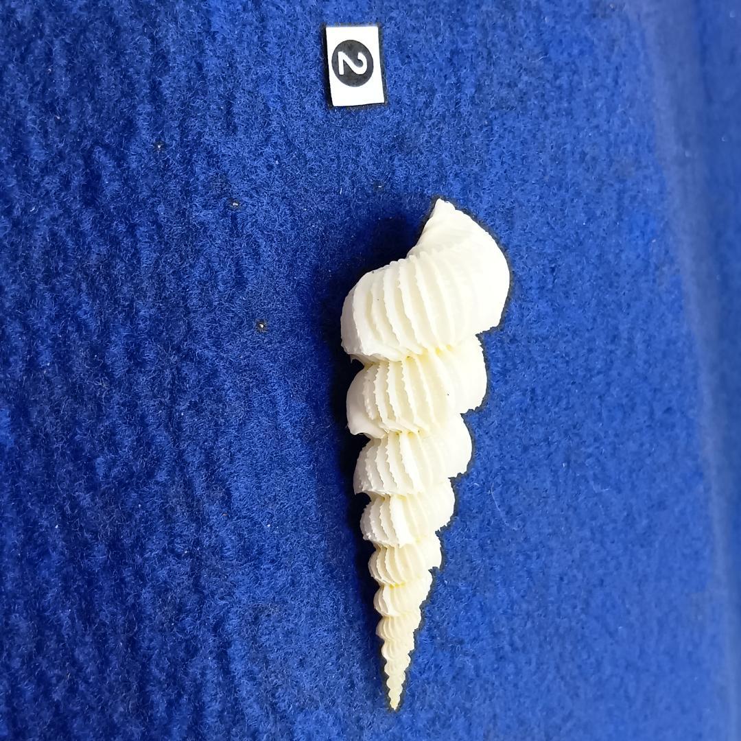 ②-1貝標本ヤエバイトカケ（蓋付）