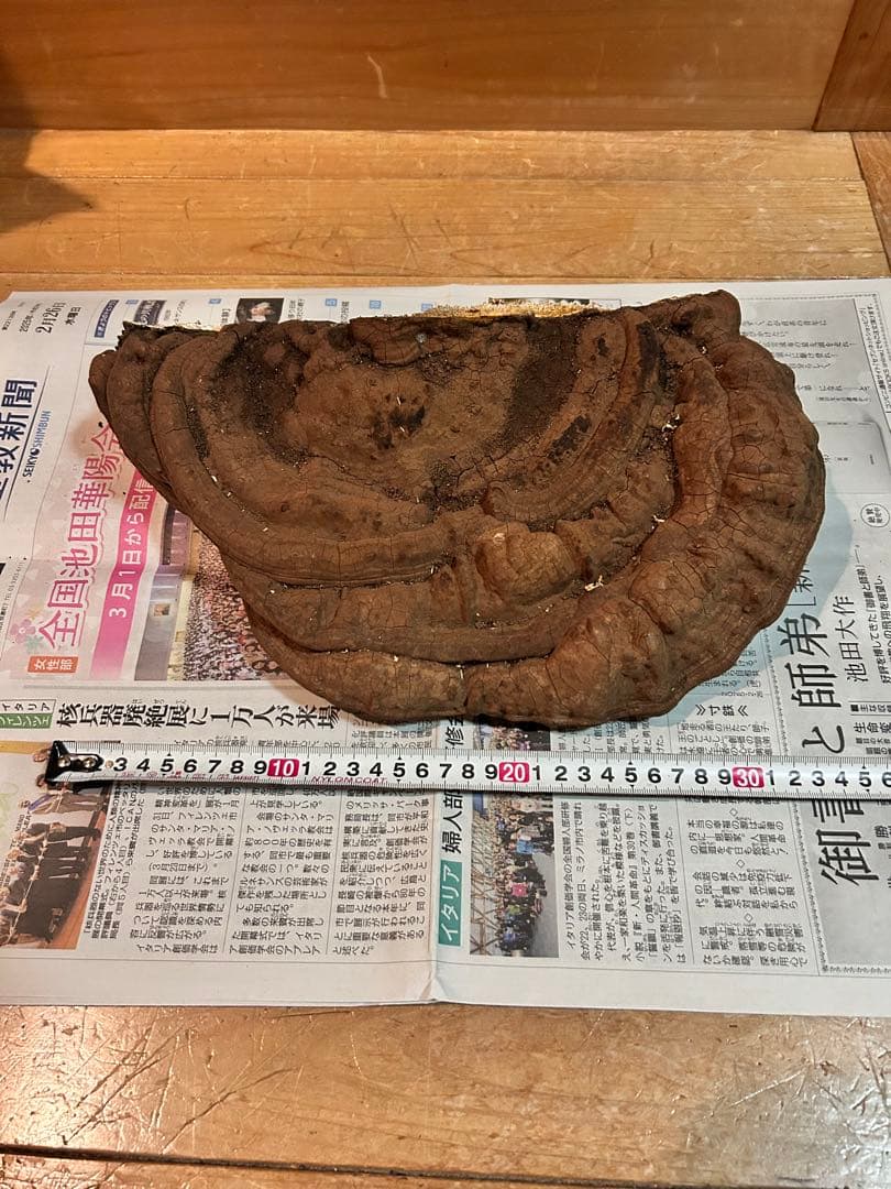 サルノコシカケ