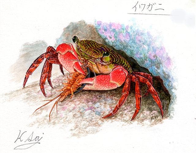 生物細密画（水彩）「イワガニ」