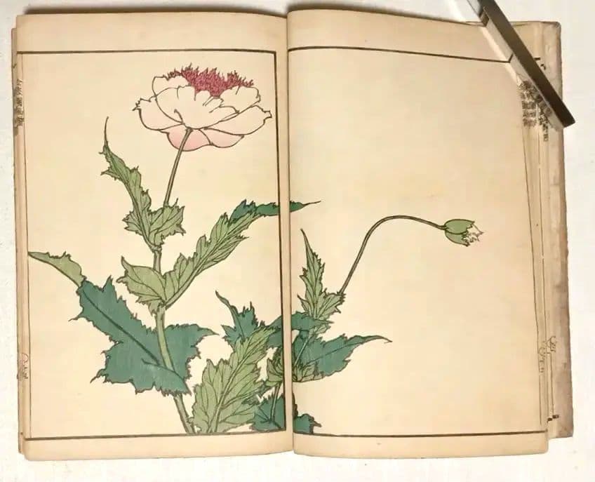 金波園画譜No.2（色刷り木版画本) 河村文鳳画、文化8年出版