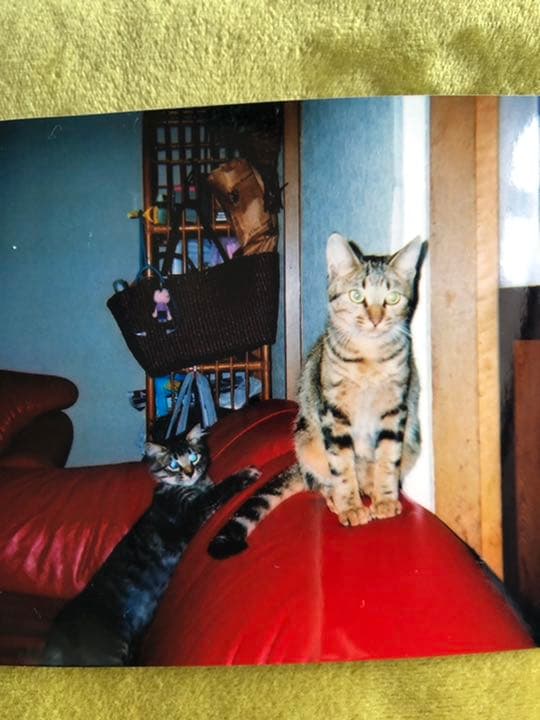 猫主さま専用ページ