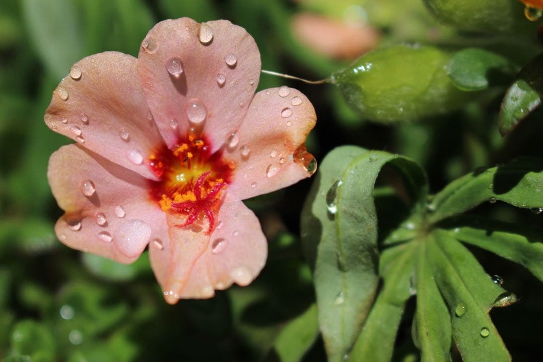 Kiss X7白♥️女性人気◎軽量ボディ×手ブレ補正レンズで撮影快適♪